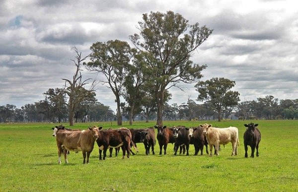 cattle63729_640.jpg